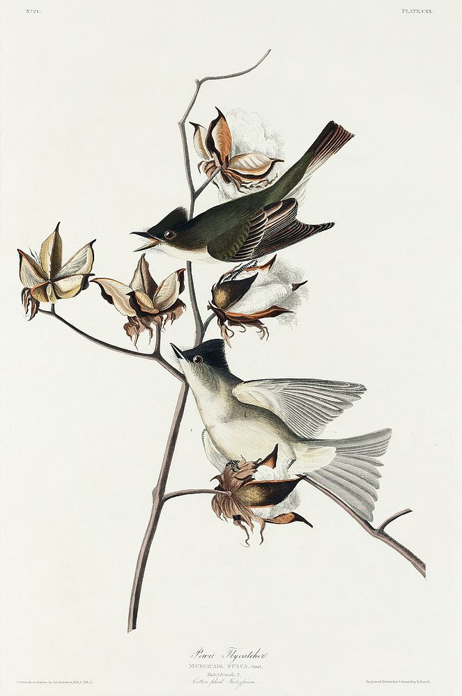 Pewit Flycatcher from Birds of America (1827) by John James Audubon, etched by William Home Lizars. Original from University…