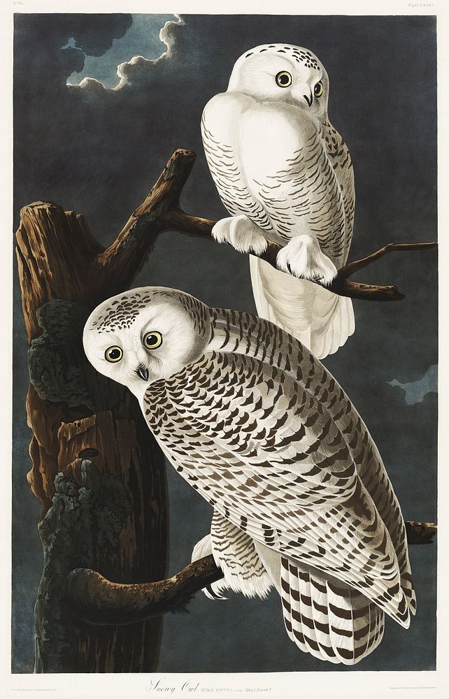 Snowy Owl from Birds of America (1827) by John James Audubon, etched by William Home Lizars. Original from University of…