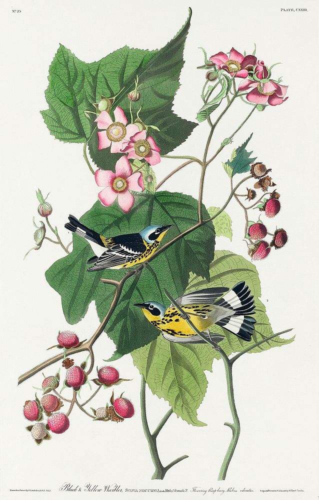 Black & Yellow Warblers from Birds of America (1827) by John James Audubon, etched by William Home Lizars. Original from…