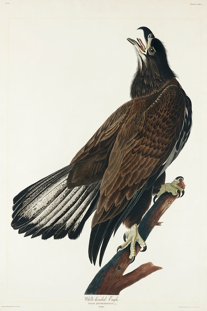 White-headed Eagle from Birds of America (1827) by John James Audubon, etched by William Home Lizars. Original from…