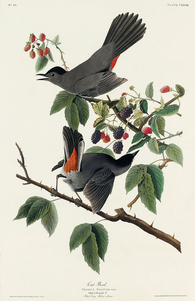 Cat Bird from Birds of America (1827) by John James Audubon, etched by William Home Lizars. Original from University of…