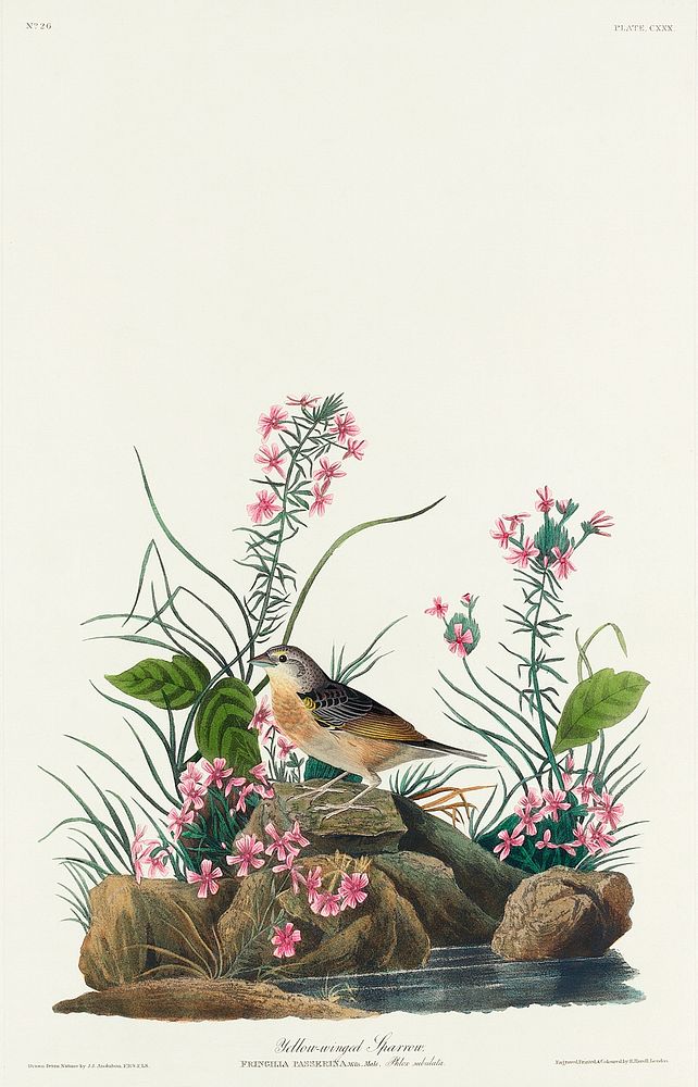 Yellow-winged Sparrow from Birds of America (1827) by John James Audubon, etched by William Home Lizars. Original from…