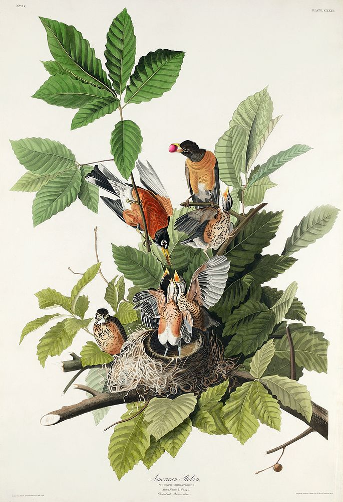 American Robin from Birds of America (1827) by John James Audubon, etched by William Home Lizars. Original from University…