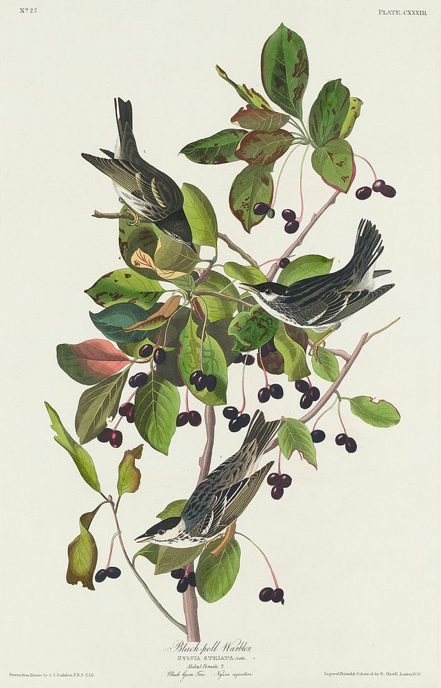 Black-poll Warbler from Birds of America (1827) by John James Audubon, etched by William Home Lizars. Original from…