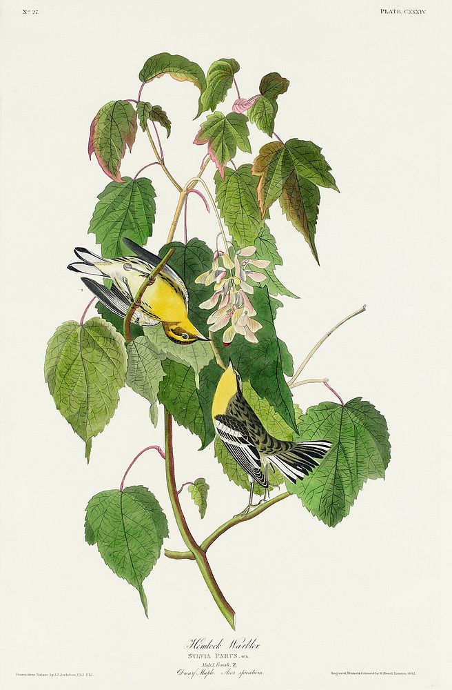 Hemlock Warbler from Birds of America (1827) by John James Audubon, etched by William Home Lizars. Original from University…