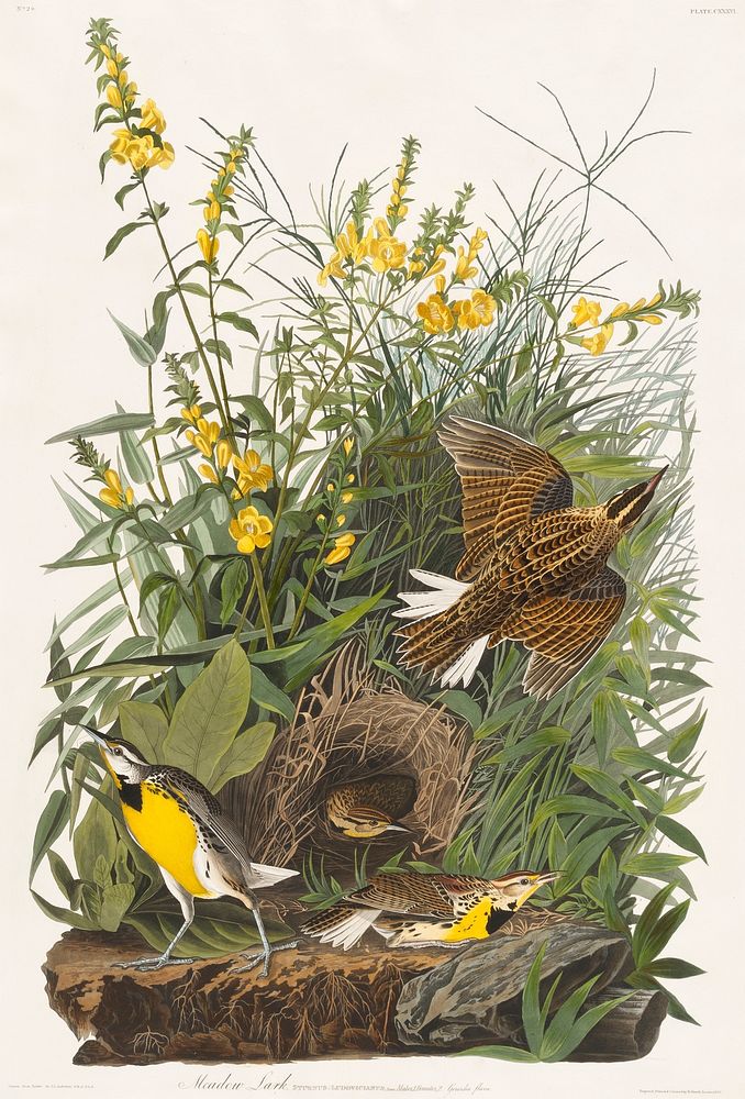 Meadow Lark from Birds of America (1827) by John James Audubon, etched by William Home Lizars. Original from University of…