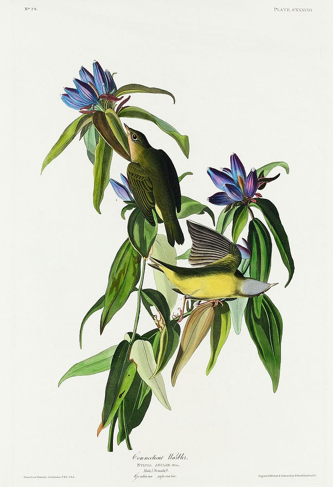 Connecticut Warbler from Birds of America (1827) by John James Audubon, etched by William Home Lizars. Original from…