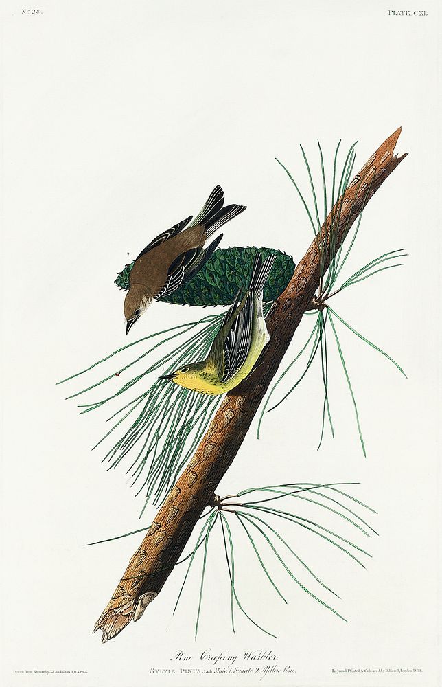 Pine Creeping Warbler from Birds of America (1827) by John James Audubon, etched by William Home Lizars. Original from…