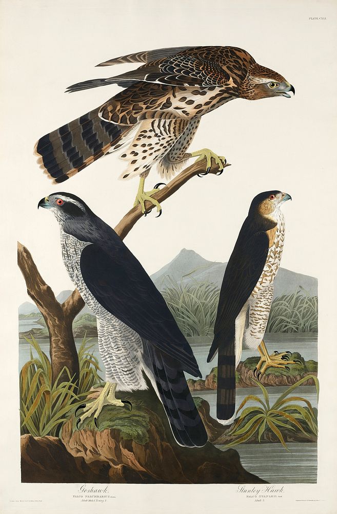 Goshawk and Stanley Hawk from Birds of America (1827) by John James Audubon, etched by William Home Lizars. Original from…