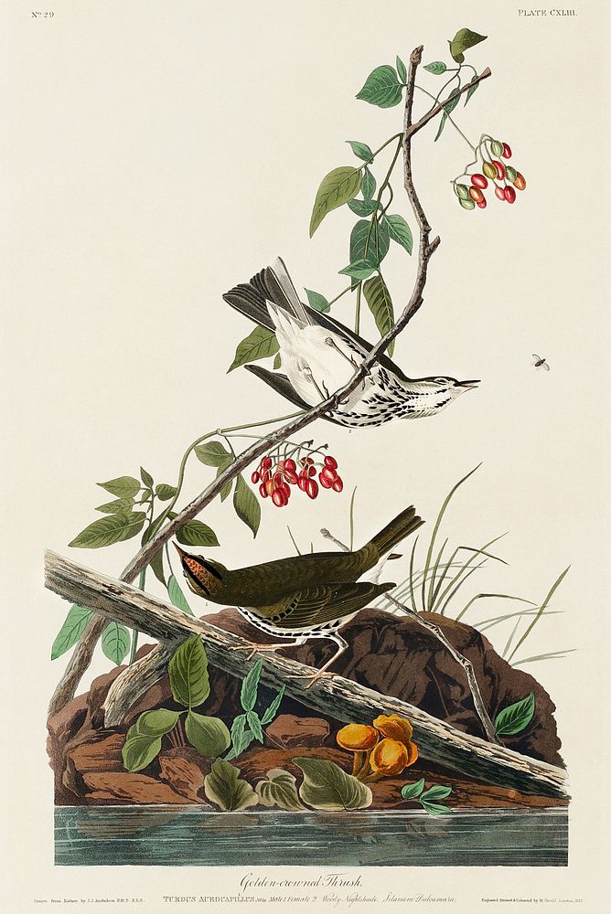 Golden-crowned Thrush from Birds of America (1827) by John James Audubon, etched by William Home Lizars. Original from…