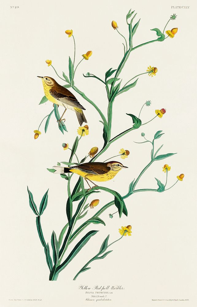 Yellow Red-poll Warbler from Birds of America (1827) by John James Audubon, etched by William Home Lizars. Original from…