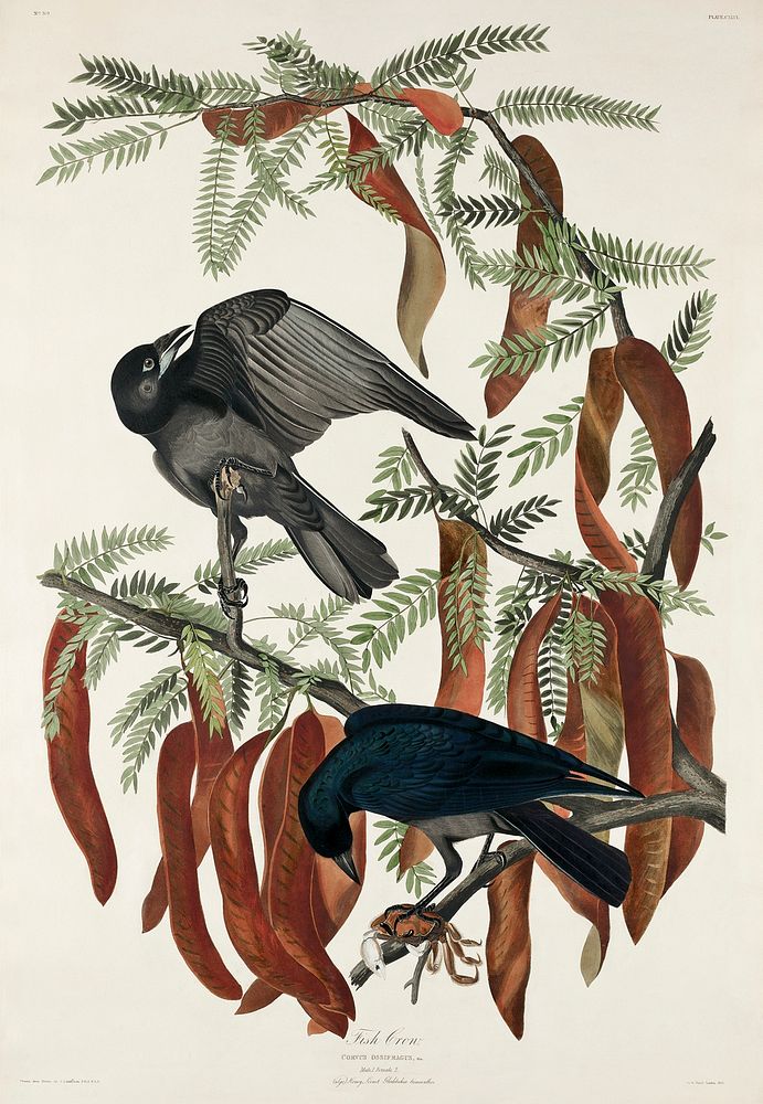 Fish Crow from Birds of America (1827) by John James Audubon, etched by William Home Lizars. Original from University of…