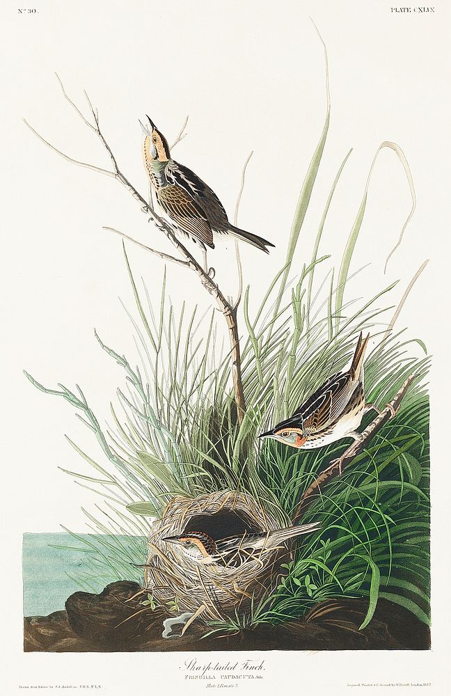 Sharp-tailed Finch from Birds of America (1827) by John James Audubon, etched by William Home Lizars. Original from…