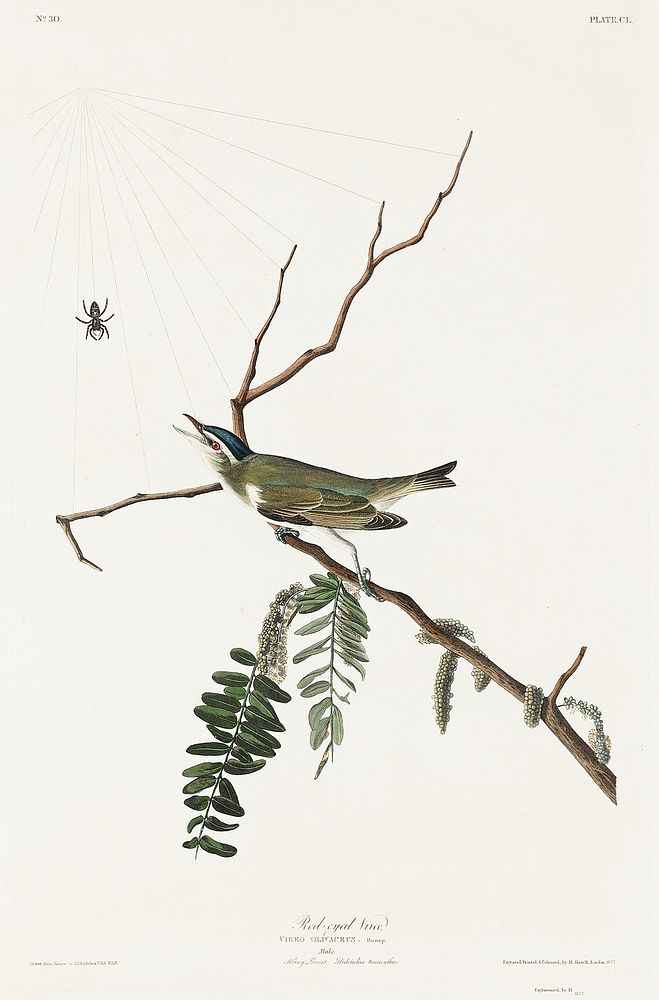 Red-eyed Vireo from Birds of America (1827) by John James Audubon, etched by William Home Lizars. Original from University…