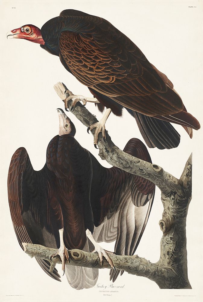Turkey Buzzard from Birds of America (1827) by John James Audubon, etched by William Home Lizars. Original from University…