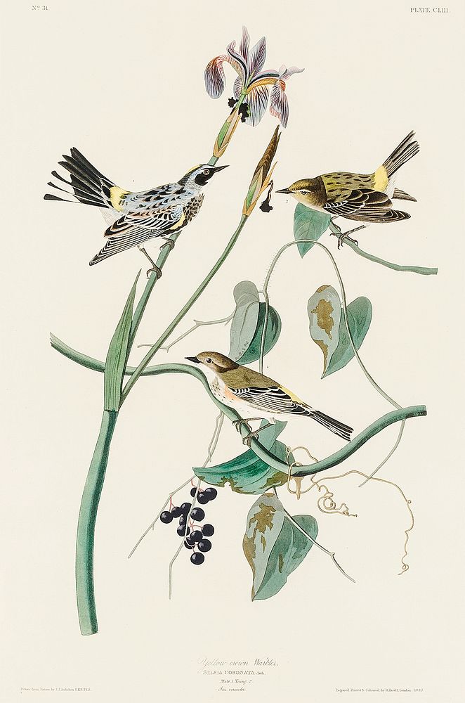 Yellow-crown Warbler from Birds of America (1827) by John James Audubon, etched by William Home Lizars. Original from…