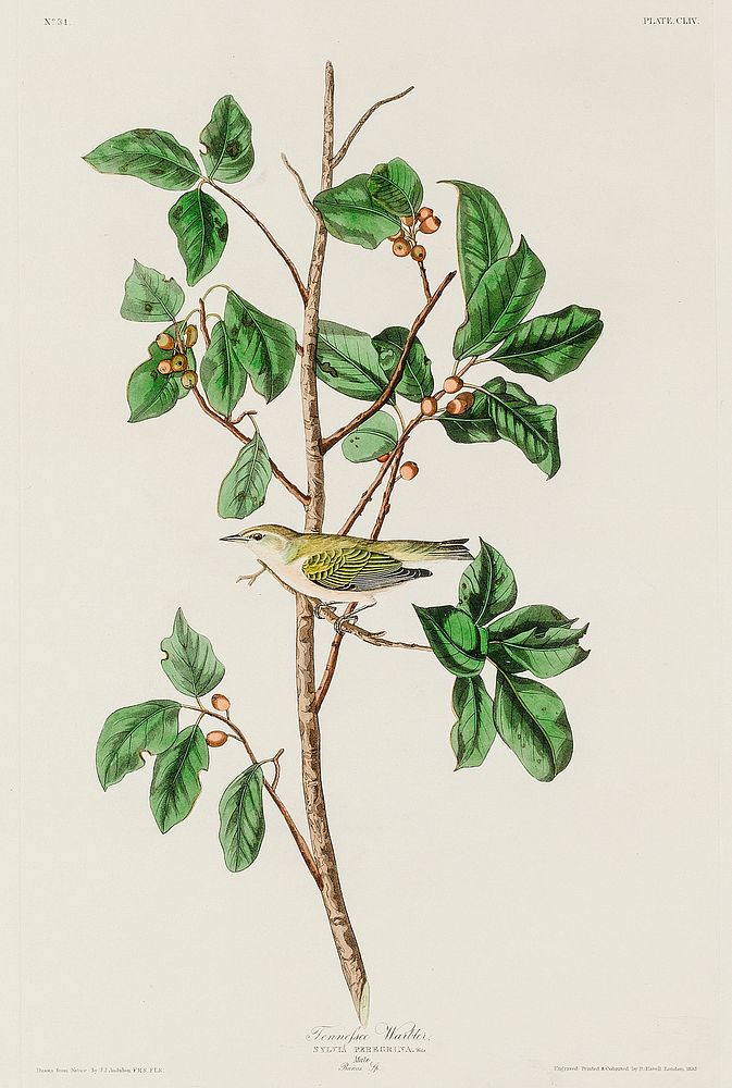 Tennessee Warbler from Birds of America (1827) by John James Audubon, etched by William Home Lizars. Original from…