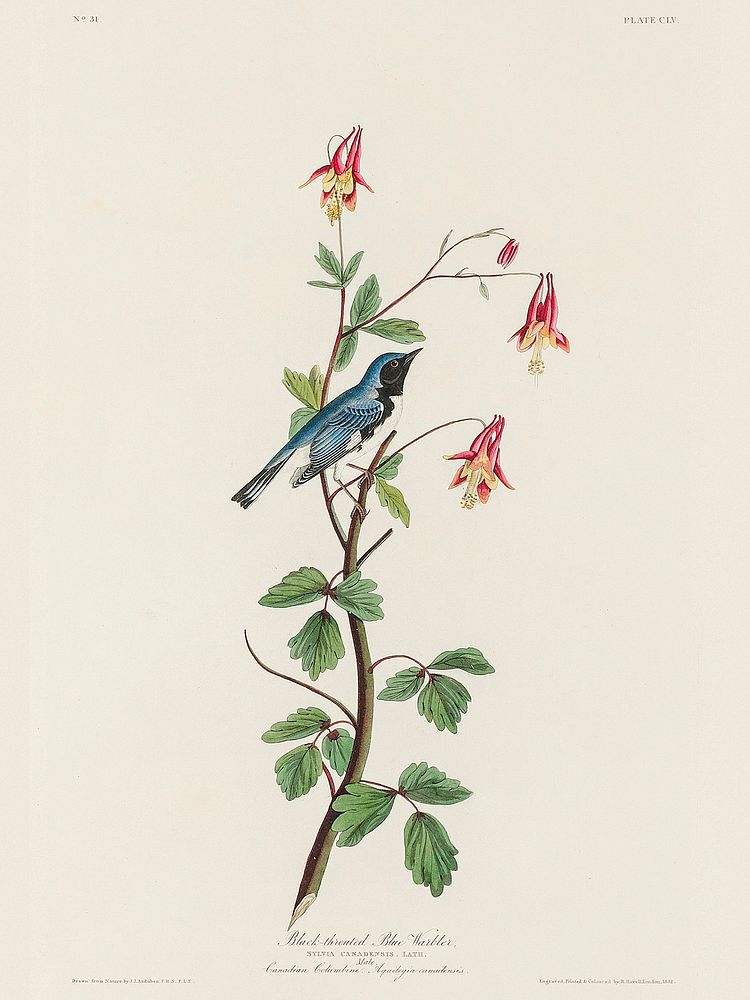 Black-throated Blue Warbler from Birds of America (1827) by John James Audubon, etched by William Home Lizars. Original from…