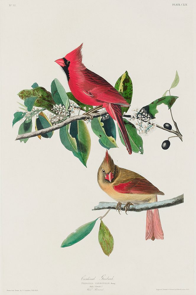 Cardinal Grosbeak from Birds of America (1827) by John James Audubon, etched by William Home Lizars. Original from…