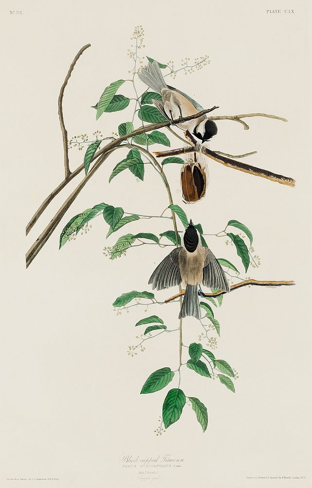Carolina Titmouse from Birds of America (1827) by John James Audubon, etched by William Home Lizars. Original from…
