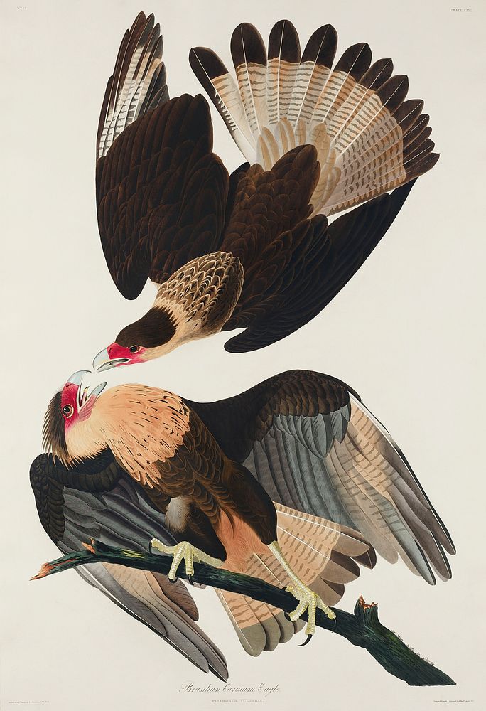 Brasilian Caracara Eagle from Birds of America (1827) by John James Audubon, etched by William Home Lizars. Original from…