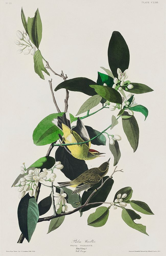 from Birds of America (1827) by John James Audubon, etched by William Home Lizars. Original from University of Pittsburg.…