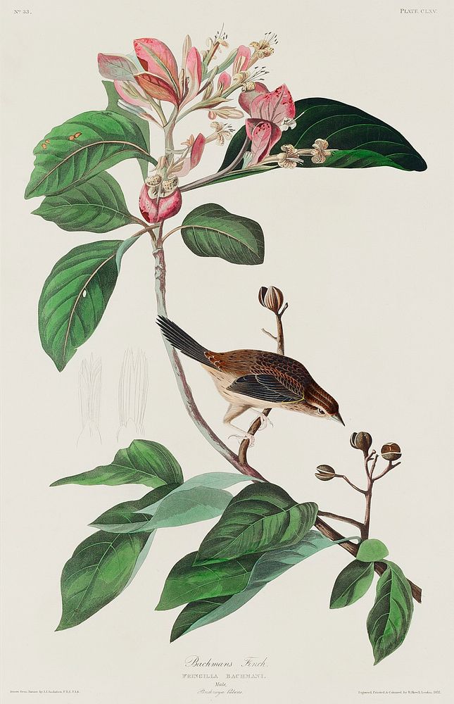 Bachman's Finch from Birds of America (1827) by John James Audubon, etched by William Home Lizars. Original from University…