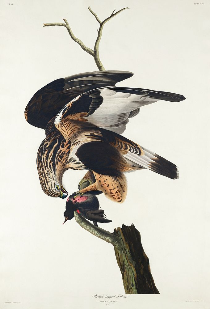Rough-legged Falcon from Birds of America (1827) by John James Audubon, etched by William Home Lizars. Original from…