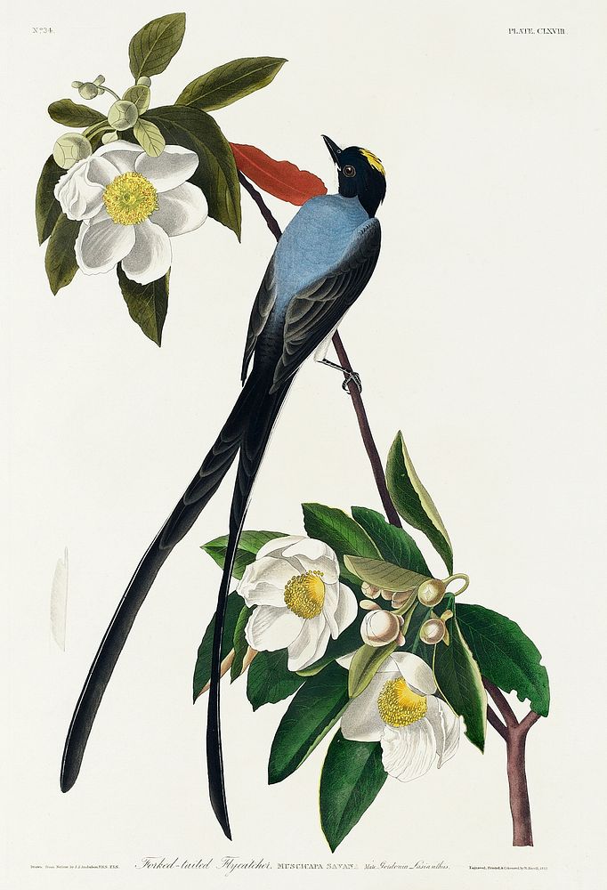 Fork-tailed Flycatcher from Birds of America (1827) by John James Audubon, etched by William Home Lizars. Original from…