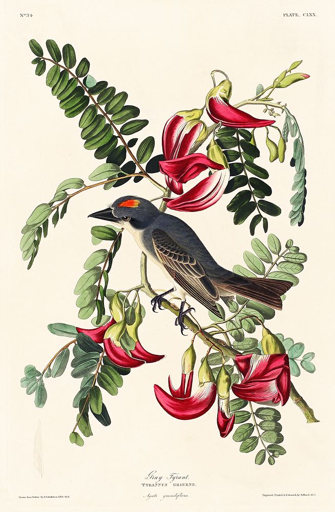 Piping Flycatcher from Birds of America (1827) by John James Audubon, etched by William Home Lizars. Original from…
