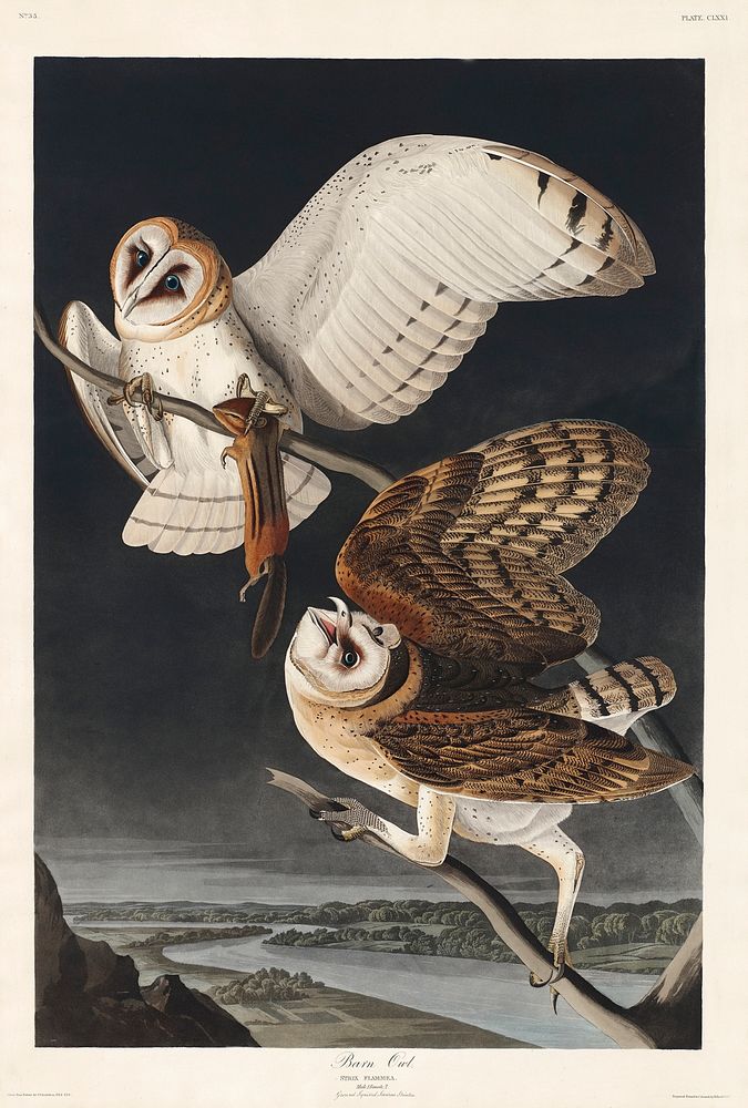 Barn Owl from Birds of America (1827) by John James Audubon, etched by William Home Lizars. Original from University of…