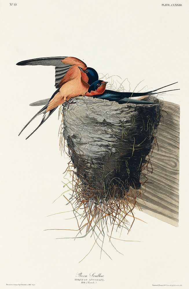 Barn Swallow from Birds of America (1827) by John James Audubon, etched by William Home Lizars. Original from University of…