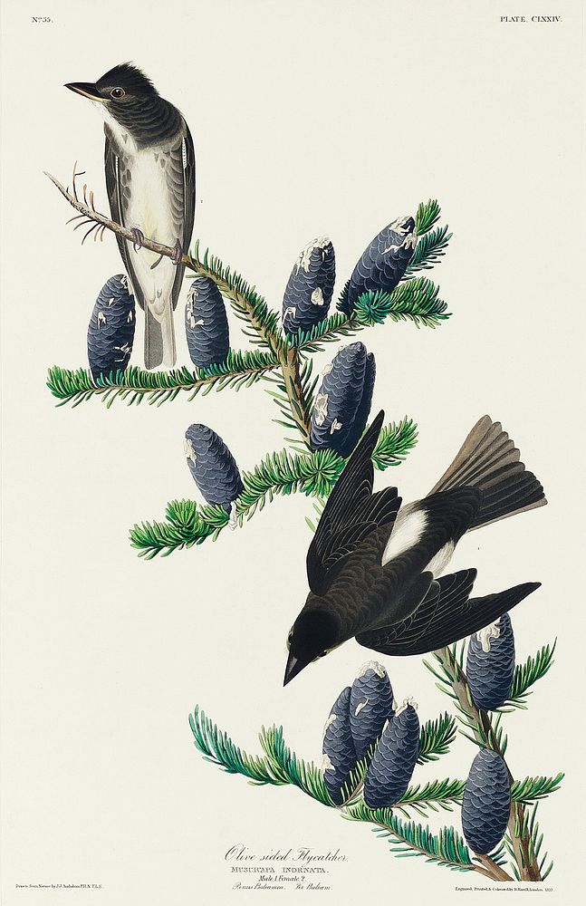 Olive sided Flycatcher from Birds of America (1827) by John James Audubon, etched by William Home Lizars. Original from…