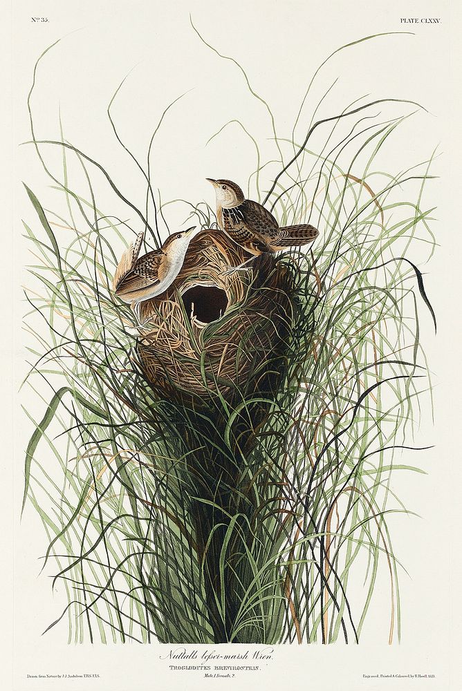 Nuttall's lesser-marsh Wren from Birds of America (1827) by John James Audubon, etched by William Home Lizars. Original from…