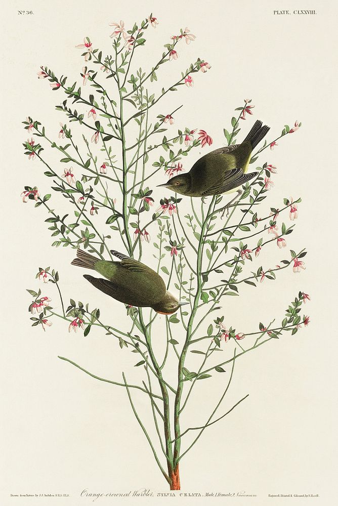 Orange-crowned Warbler from Birds of America (1827) by John James Audubon, etched by William Home Lizars. Original from…