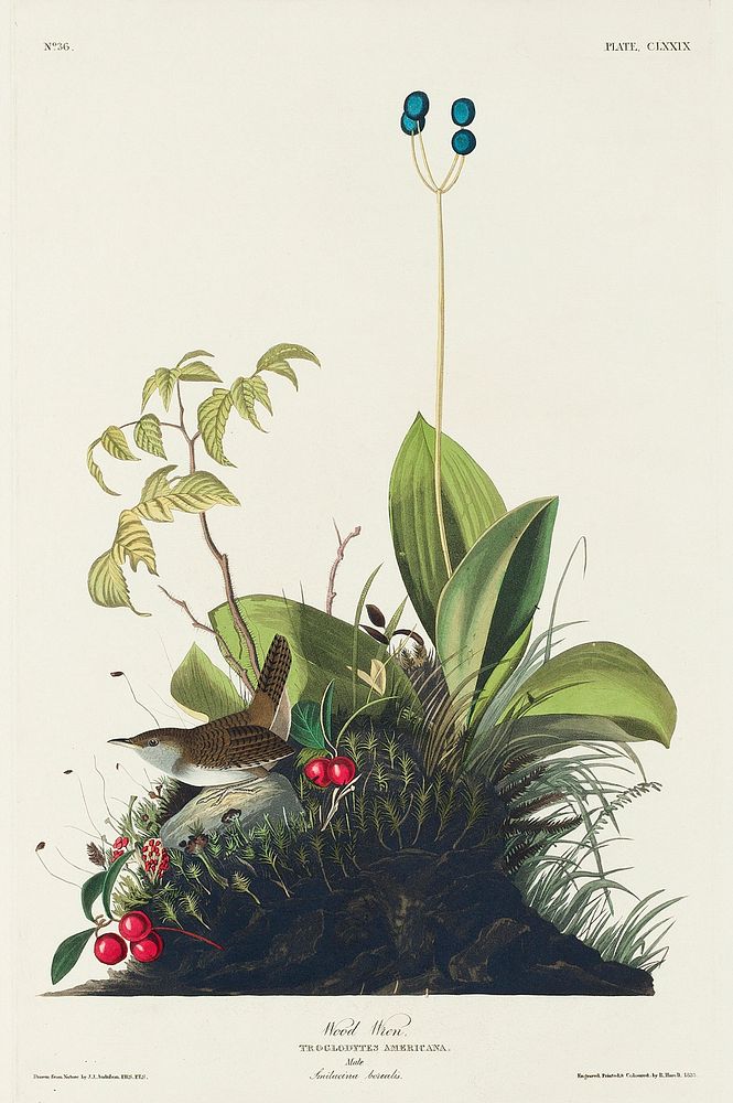 Wood Wren from Birds of America (1827) by John James Audubon, etched by William Home Lizars. Original from University of…