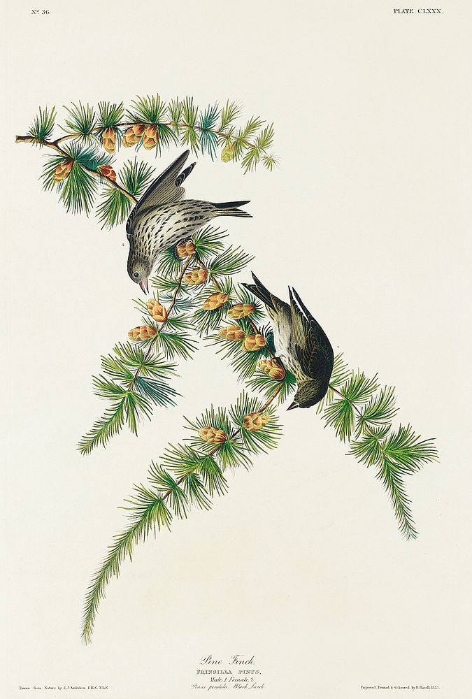 Pine Finch from Birds of America (1827) by John James Audubon, etched by William Home Lizars. Original from University of…