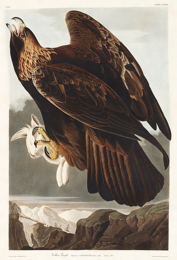 Golden Eagle from Birds of America (1827) by John James Audubon, etched by William Home Lizars. Original from University of…