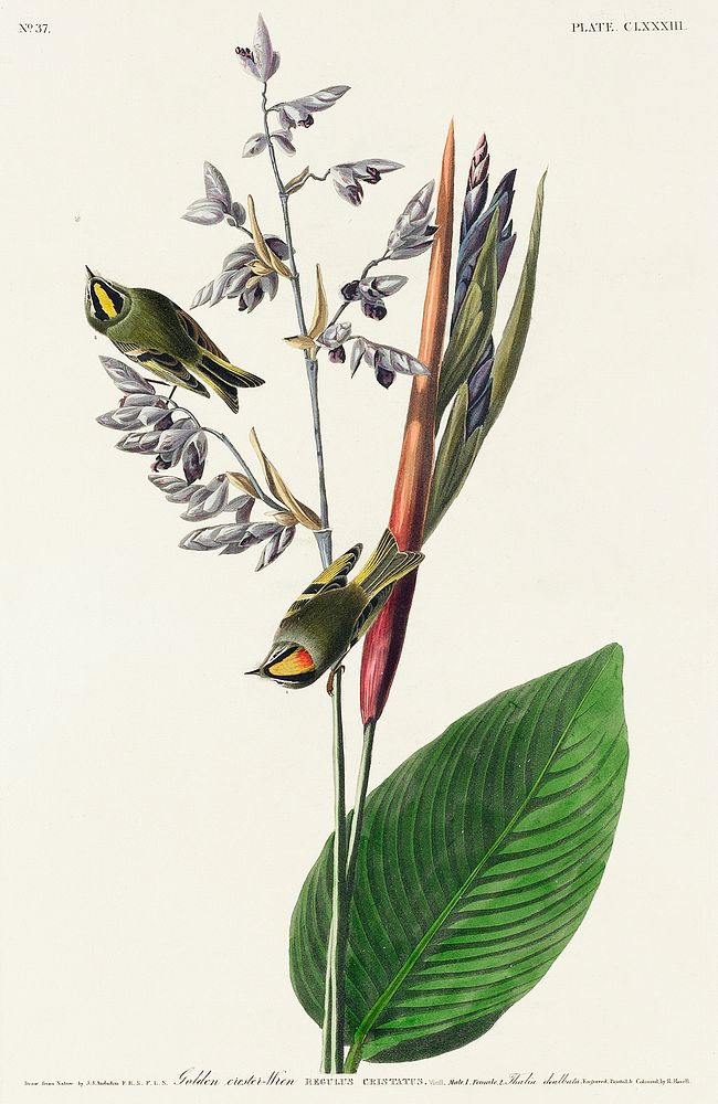 American Golden crested-Wren from Birds of America (1827) by John James Audubon, etched by William Home Lizars. Original…