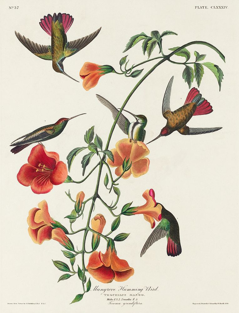 Mango Hummingbird from Birds of America (1827) by John James Audubon, etched by William Home Lizars. Original from…
