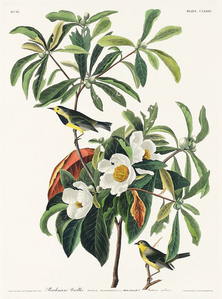 Bachman's Warbler from Birds of America (1827) by John James Audubon, etched by William Home Lizars. Original from…