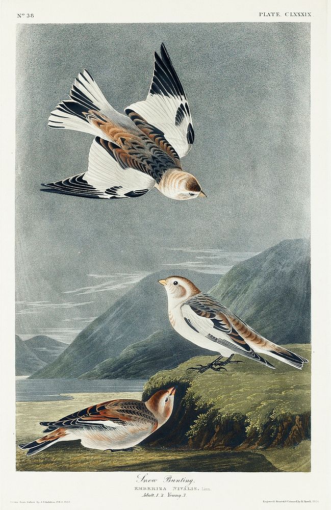 Snow Bunting from Birds of America (1827) by John James Audubon, etched by William Home Lizars. Original from University of…