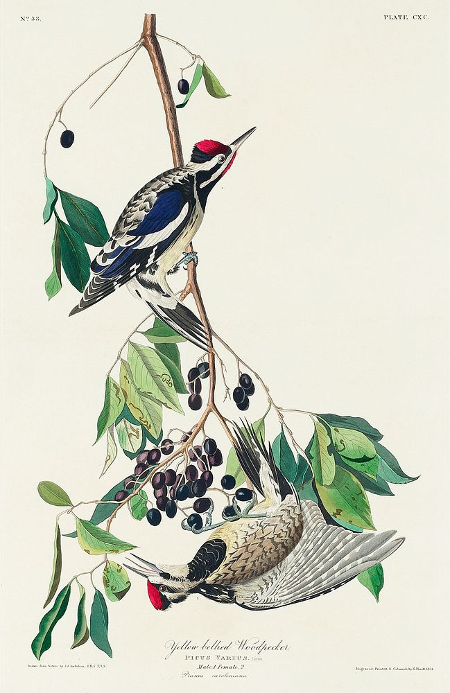Yellow bellied Woodpecker; S. varius from Birds of America (1827) by John James Audubon, etched by William Home Lizars.…