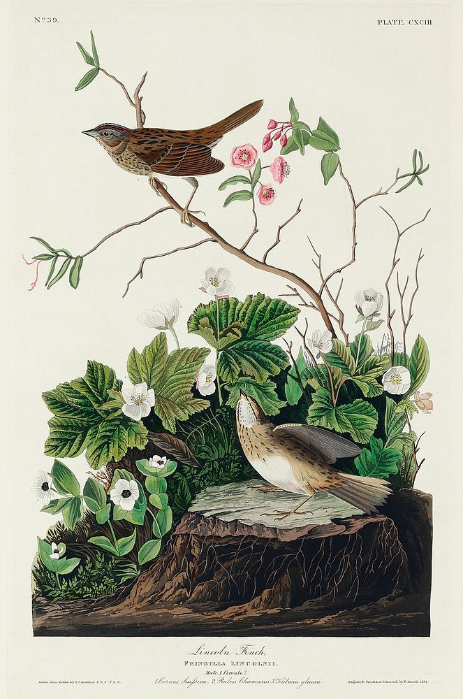 Lincoln Finch from Birds of America (1827) by John James Audubon, etched by William Home Lizars. Original from University of…