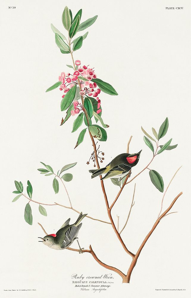 Ruby crowned Wren from Birds of America (1827) by John James Audubon, etched by William Home Lizars. Original from…