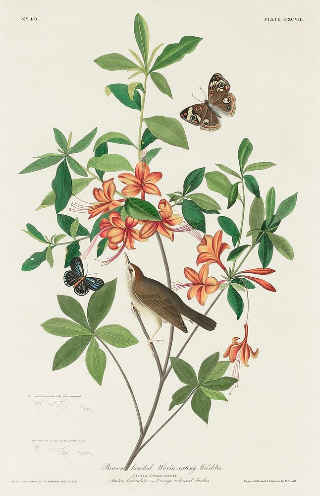 Brown headed Worm eating Warbler from Birds of America (1827) by John James Audubon, etched by William Home Lizars. Original…