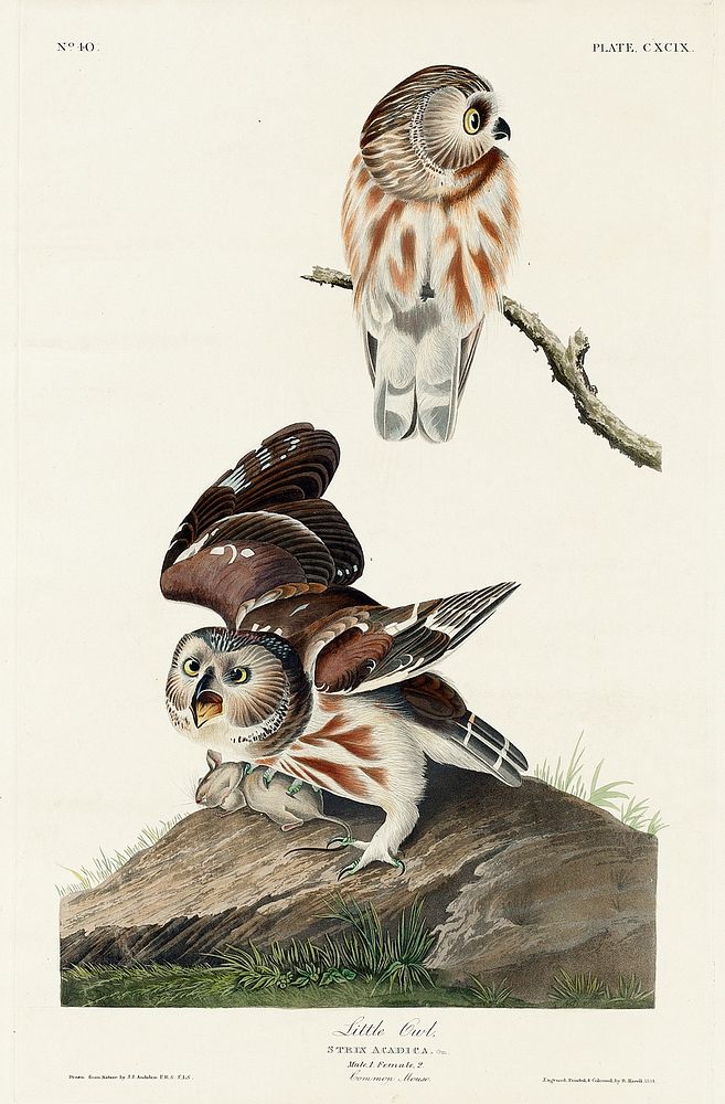 Little Owl from Birds of America (1827) by John James Audubon, etched by William Home Lizars. Original from University of…