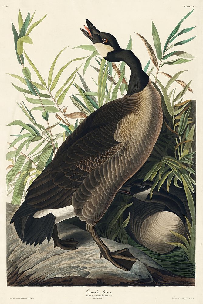 Canada Goose from Birds of America (1827) by John James Audubon, etched by William Home Lizars. Original from University of…
