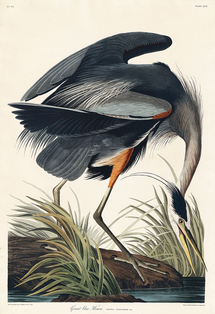 Great blue Heron from Birds of America (1827) by John James Audubon, etched by William Home Lizars. Original from University…