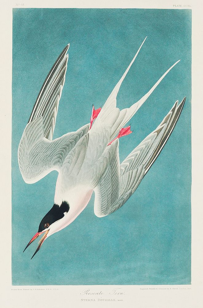Roseate Tern from Birds of America (1827) by John James Audubon, etched by William Home Lizars. Original from University of…